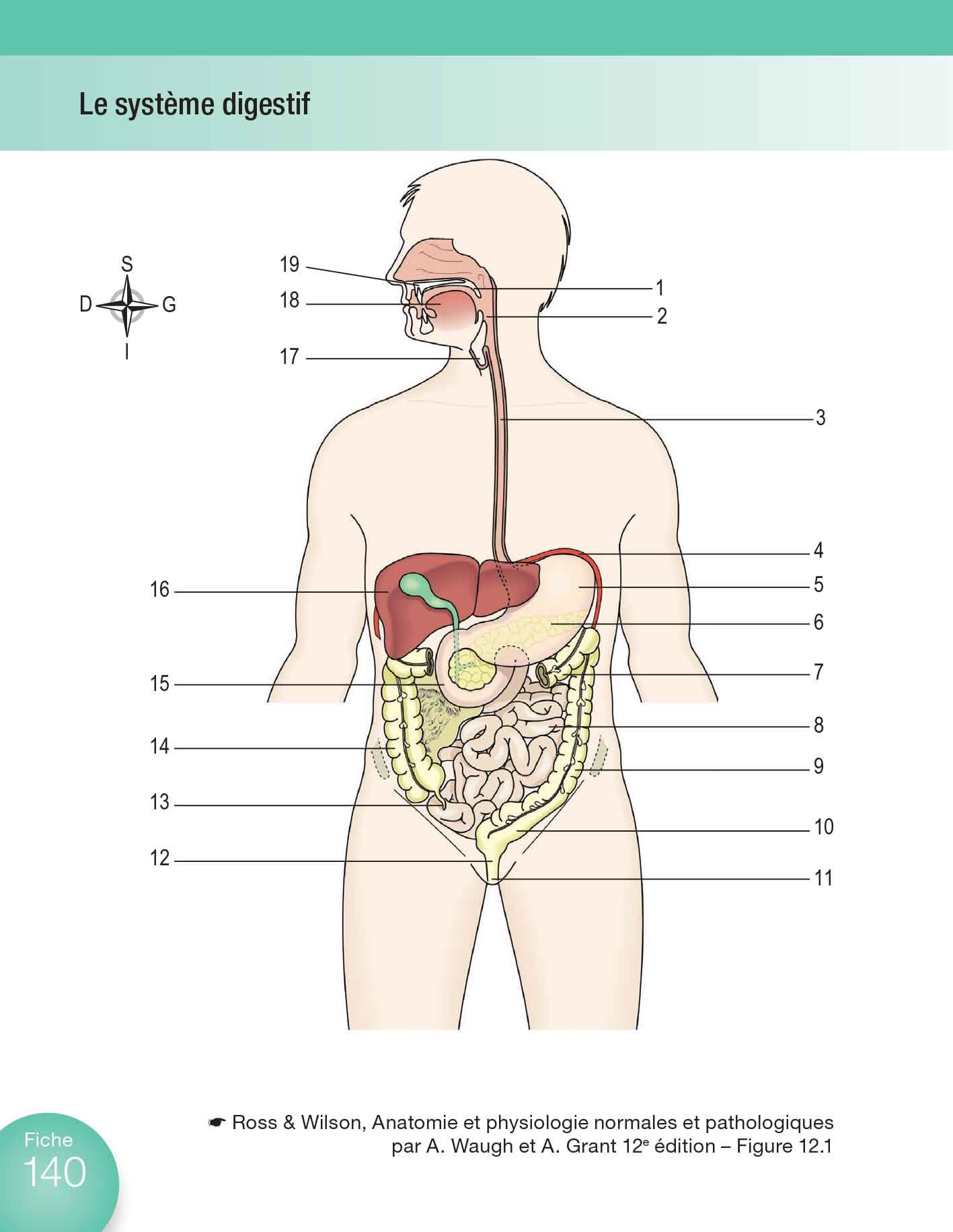 Anatomie et physiologie en fiches pour les étudiants en IFSI: Avec un site Internet d'entraînements interactifs
