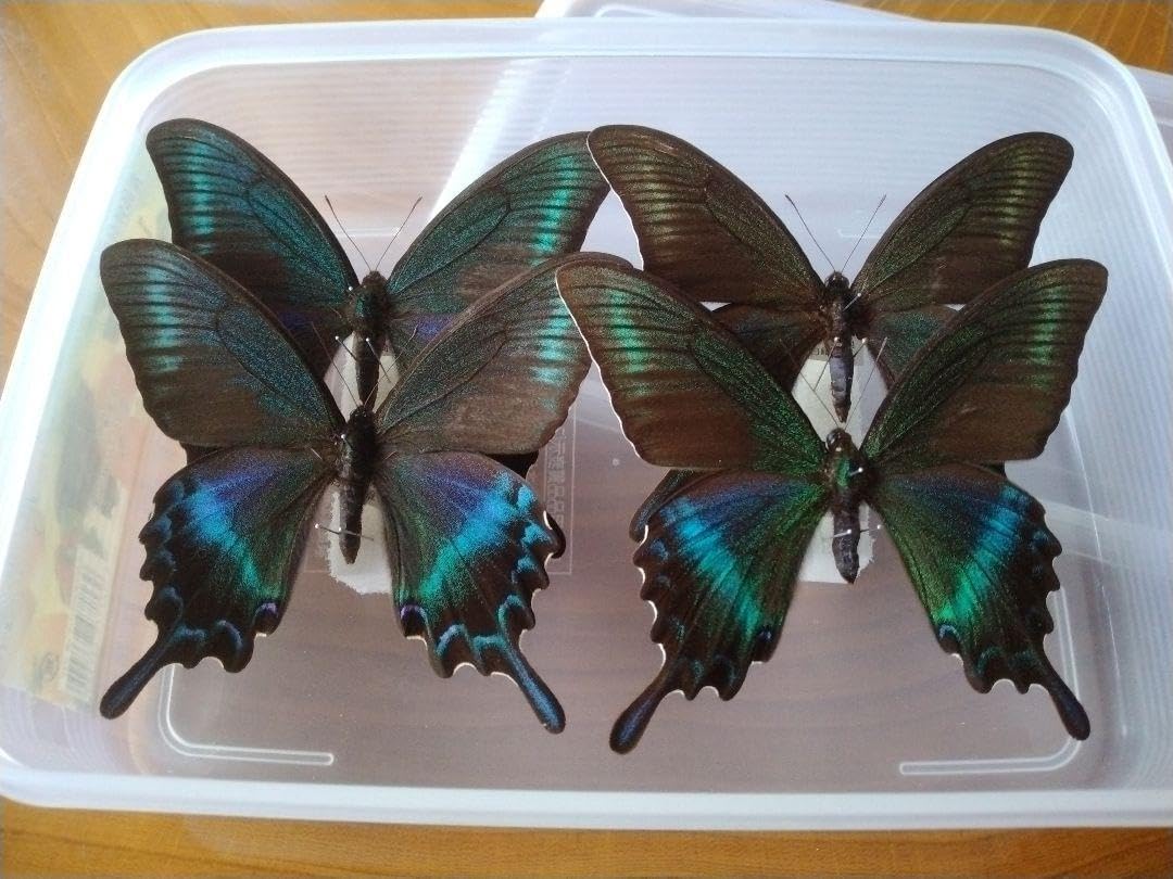 青色のモルフォ蝶の標本 4匹セット 青緑色の蝶の標本4匹セット D