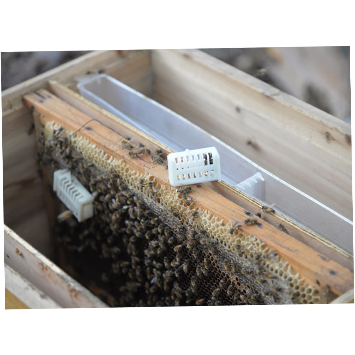 Hemobllo Kit De Herramientas De Apicultura Herramienta Para Abejas Reinas Caja De Alimentación Ligera y Resistente