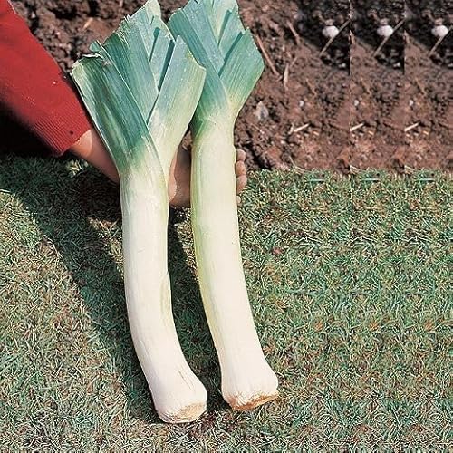 Semi di Porro Carentan per orto Biologico, Allium Porrum, Verdura da Coltivare in Casa