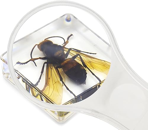 Miniatura 15 de Juego de 6 muestras de insectos de resina, mariposa, escarabajo de rana joya, polilla de seda, chafer, chafer, chinche, avispa, juguete educativo