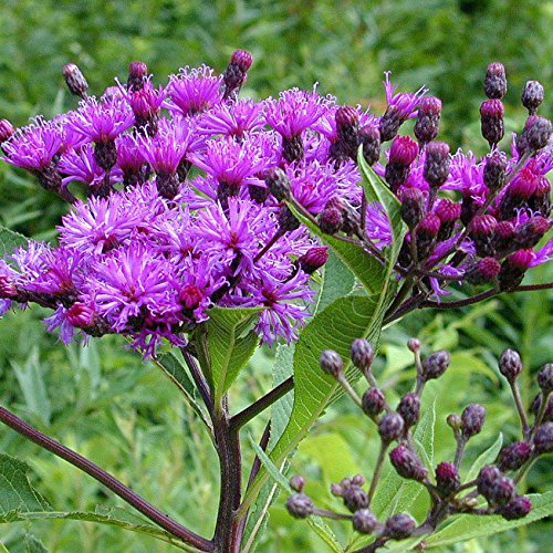 Ironweed Seed Bombs, Bulk Seed Balls For Fall Planting (Vernonia Fasciculata) (20) #TOP20