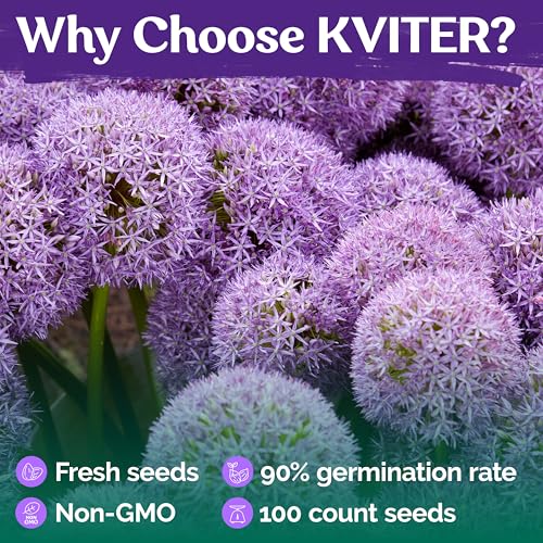 KVITER 100 Purple Giant Onion Seeds (Allium Giganteum) - Purple Giant Allium, Onion Flower Seeds - Heirloom, Drought-Tolerant - Perfect Garden Seeds for Flower Beds, Borders & Rock Gardens - Thumbnail 5