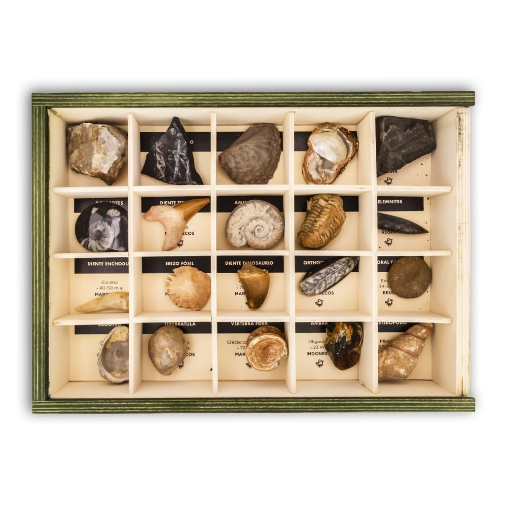 Colección de 20 Fósiles del Mundo Premium en Caja de Madera Natural - Fósiles Reales educativos de Gran tamaño con Hoja de descripción. Kit Geología para niños