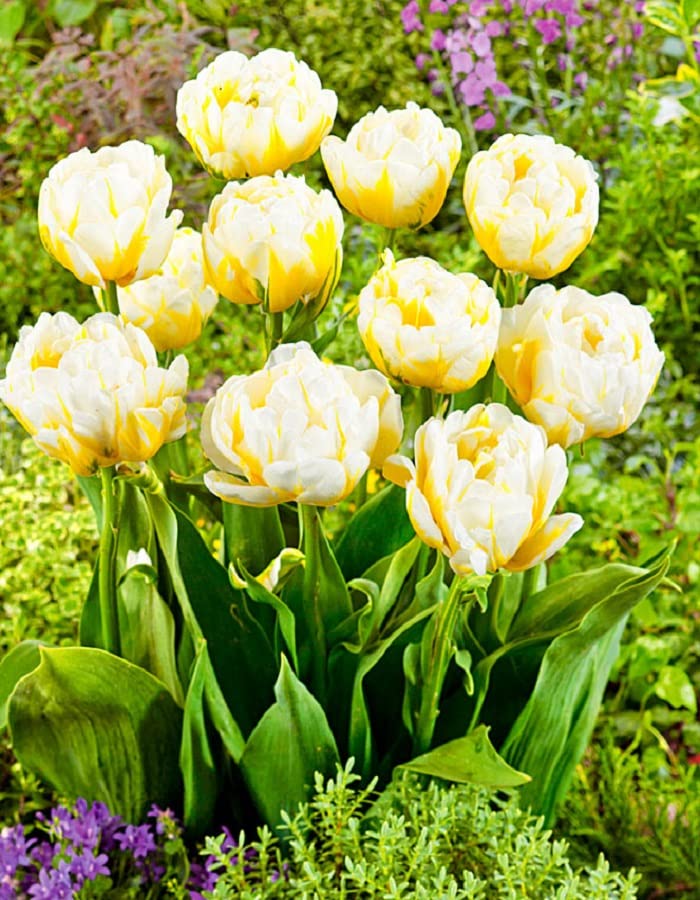 Bulbose A Fioritura Primaverile