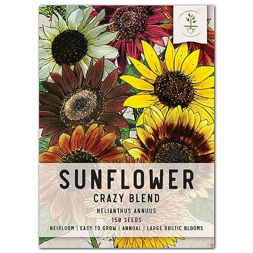 Top 10 Best Flower Seeds To Buy Online Glory Cycles