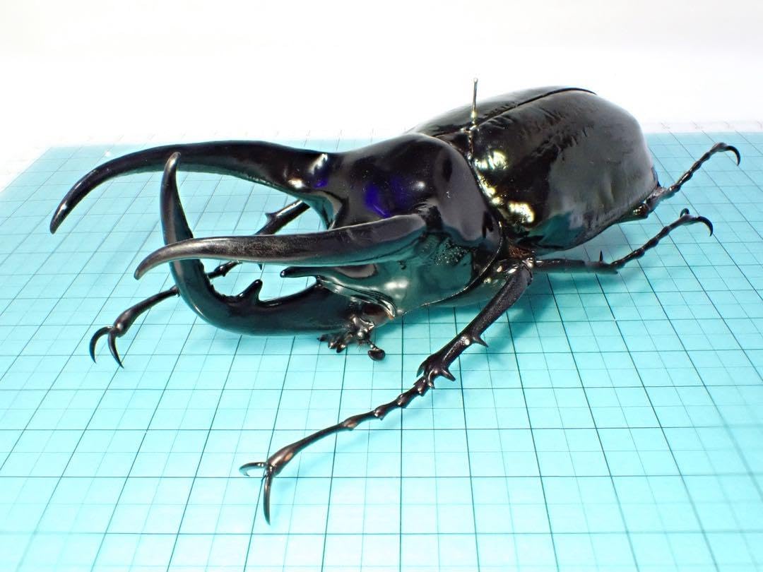 標本コーカサスオオカブト スマトラ島産 120.0ミリ 野外品 <0729z