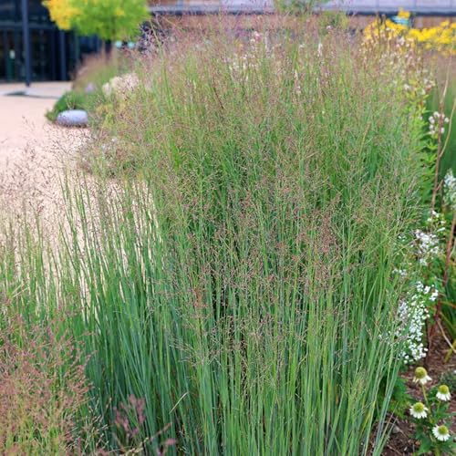 Carbeth Plants - Panicum virgatum Heavy Metal Plant 2 x 9cm Pot - Low Maintenance Blue Switch Grass - Tall Growing Ornamental Prairie Grass - Ideal for Beds, Borders or Patio Pots