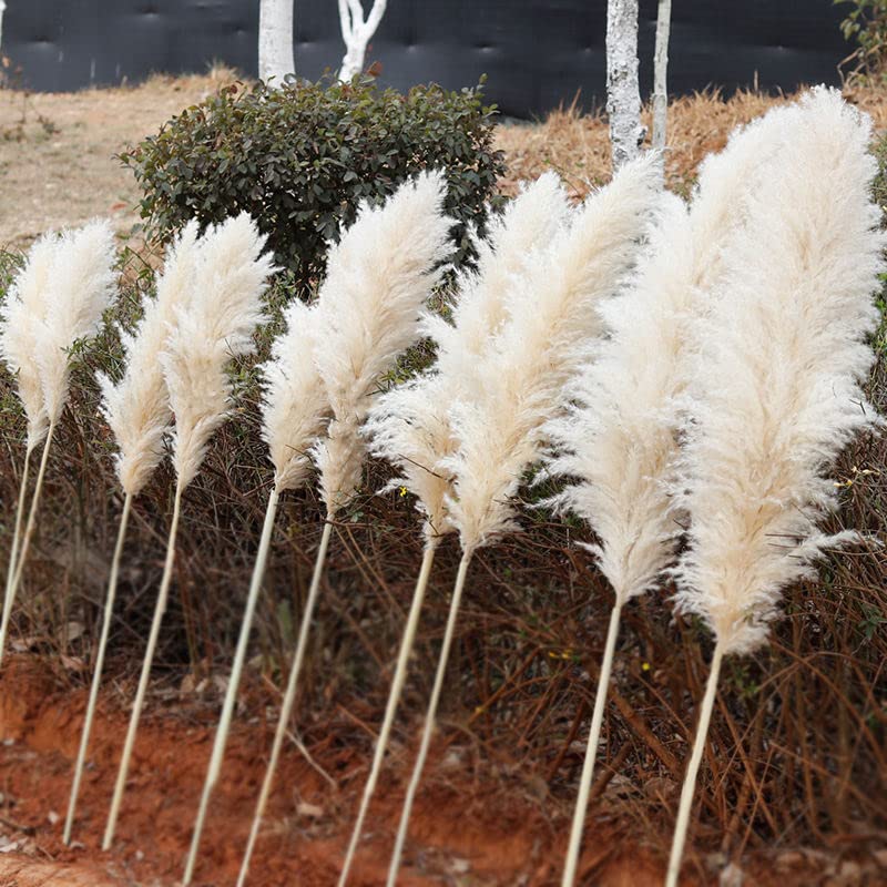 Pampas Grass Large 10PCS Plume 40-50cm miniatura 6