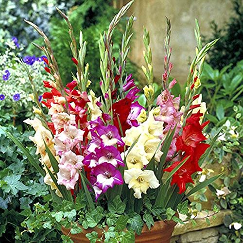 Fiori ornamentali,Fiori All'Antica,Bulbi Di Gladiolo,Giardini, Lampadina Gladiolus,Adattabile-25 Lampadine,a