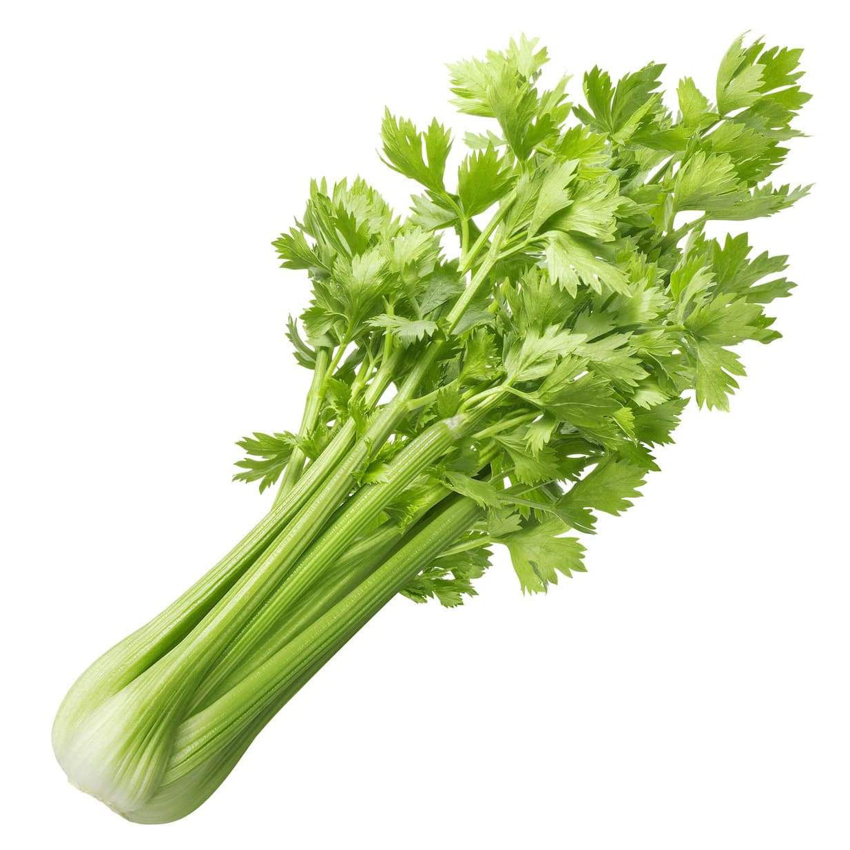 OnlyHydroponics Celery (approx.150-200 gm) Pack