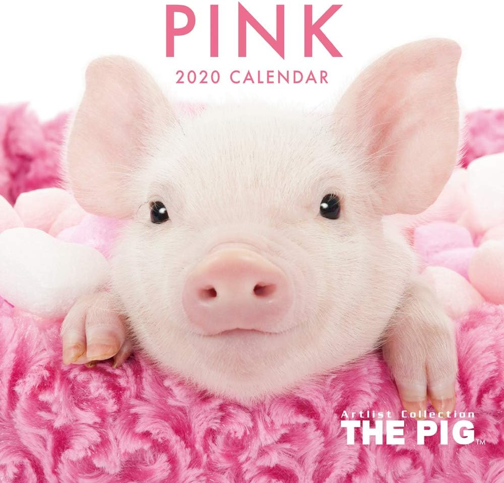 Amazon カレンダー 2020 壁掛け THE PIG PINK 403337 2019年9月2020年12月 アーリスト ブタ