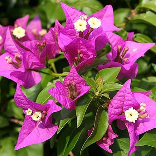Miniatura 5 de Bougainvillea Multi Pack  3 plantas vivas en macetas de 4 pulgadas  Colores elegidos basados en la salud, belleza y disponibilidad  Hermoso arbusto