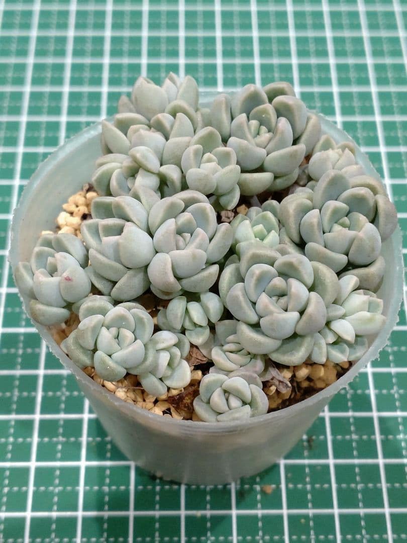 Amazon.co.jp: おもち 苗全て 抜き苗 つぶつぶ屋 多肉植物 : DIY・工具