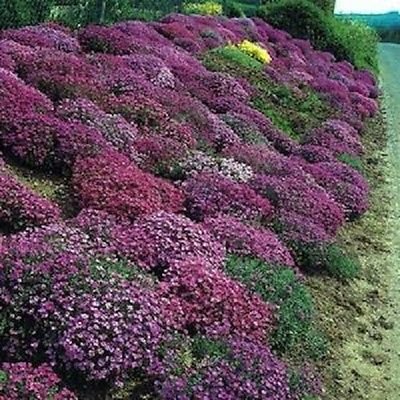 100 semillas del berro de roca en cascada rojo púrpura mezcla Aubrieta (permanentes)