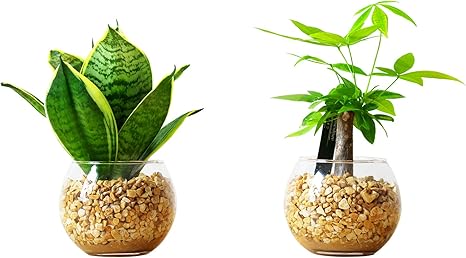 Amazon 東京寿園 サンズベリアとパキラ 2点セット 土を使わない 観葉植物 おしゃれ 本物 インテリア ゼオライト ハイドロカルチャー 水耕栽培 観葉植物 オンライン通販 Amazon 東京寿園 サンズベリアとパキラ 2点セット 土を使わない 観葉植物 おしゃれ 本物 インテリア ゼオライト ハイドロカルチャー 水耕栽培 観葉植物 オンライン通販