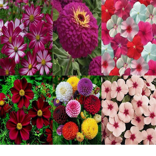 Cosmos, Zinnia and Vince Seeds Pack of 20-image-15
