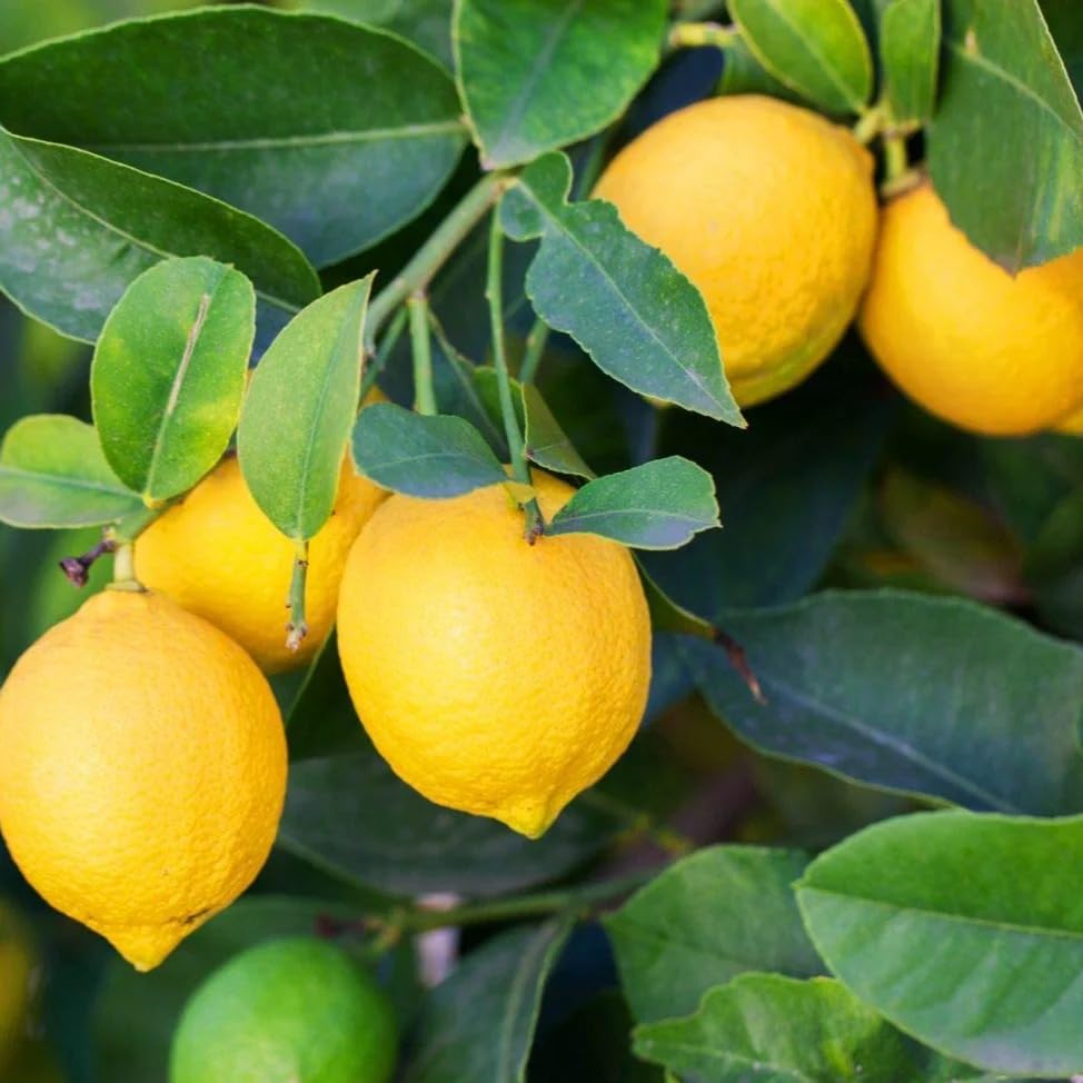 Image of Nimbu Kagzi Lemon Live Plant - All-Time Fruiting Grafted Variety Healthy Lemon Fruit Plant for Home Garden, Terrace & Balcony | High Yield Citrus Plant 1 Live Plant Without Pot (Live grafted lemon)