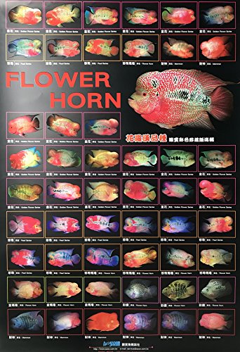 Azoo AZ90142 Flower Horn Décor Poster