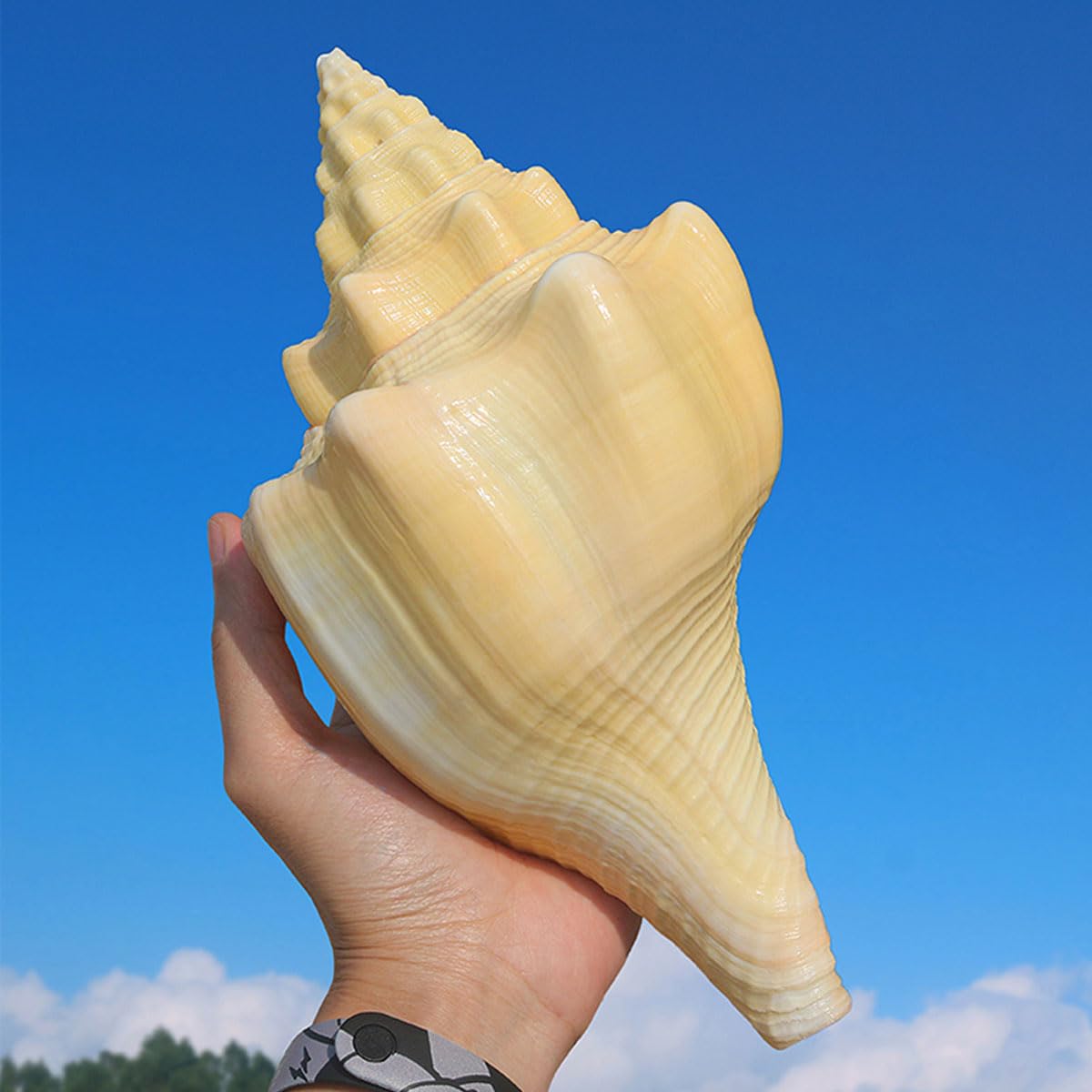 Conchiglie Grandi Naturali da Spiaggia Marina, Conchiglie Grandi Naturali for Decorazioni Fai da Te(22~23cm)