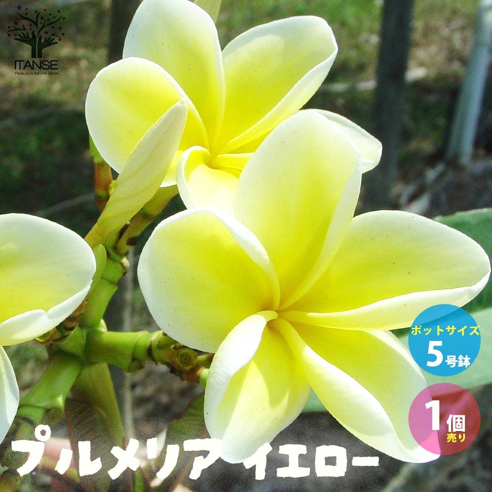 プルメリア出品 Amazon.co.jp: プルメリア イエロー 5号鉢【品種で選べる熱帯花木苗/1
