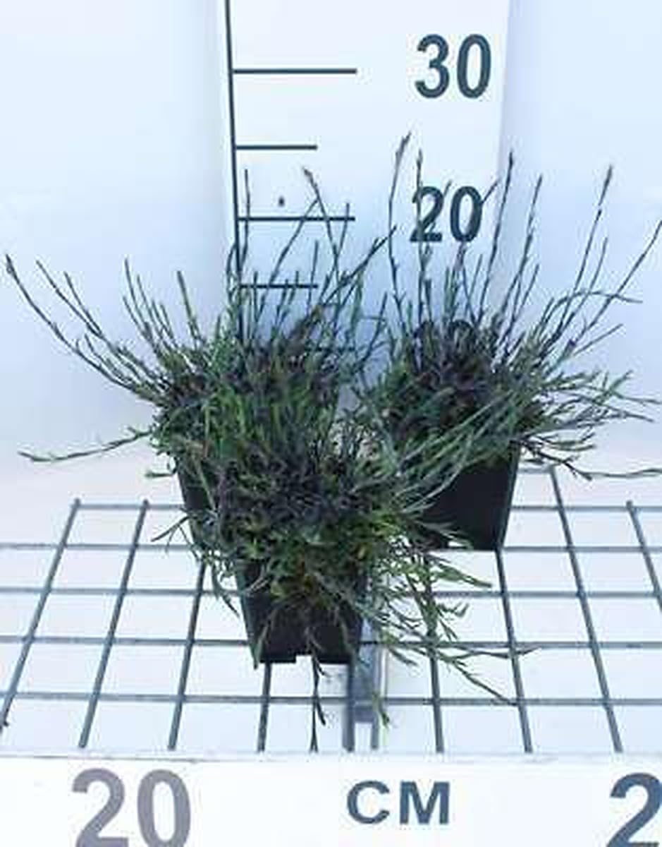 6x Œillet - Dianthus delt. 'Splendens' | 9x9 cm pot