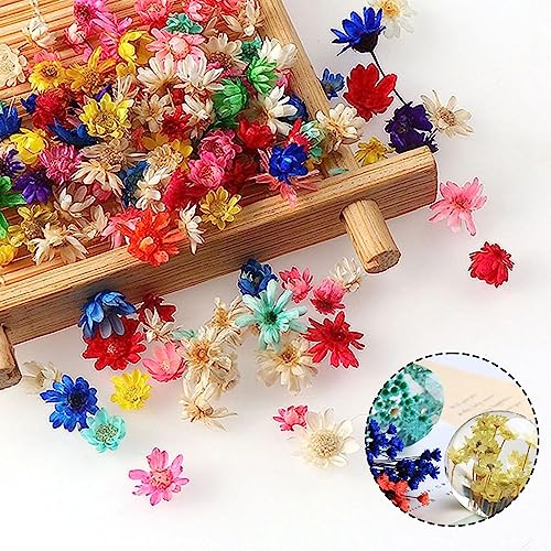 Flores secas, 300 pcs multicolor para manualidades miniatura 2