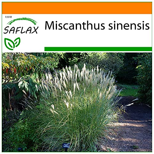 SAFLAX - Garden in the Bag - Erba elefantina - 200 semi - Miscanthus sinensis