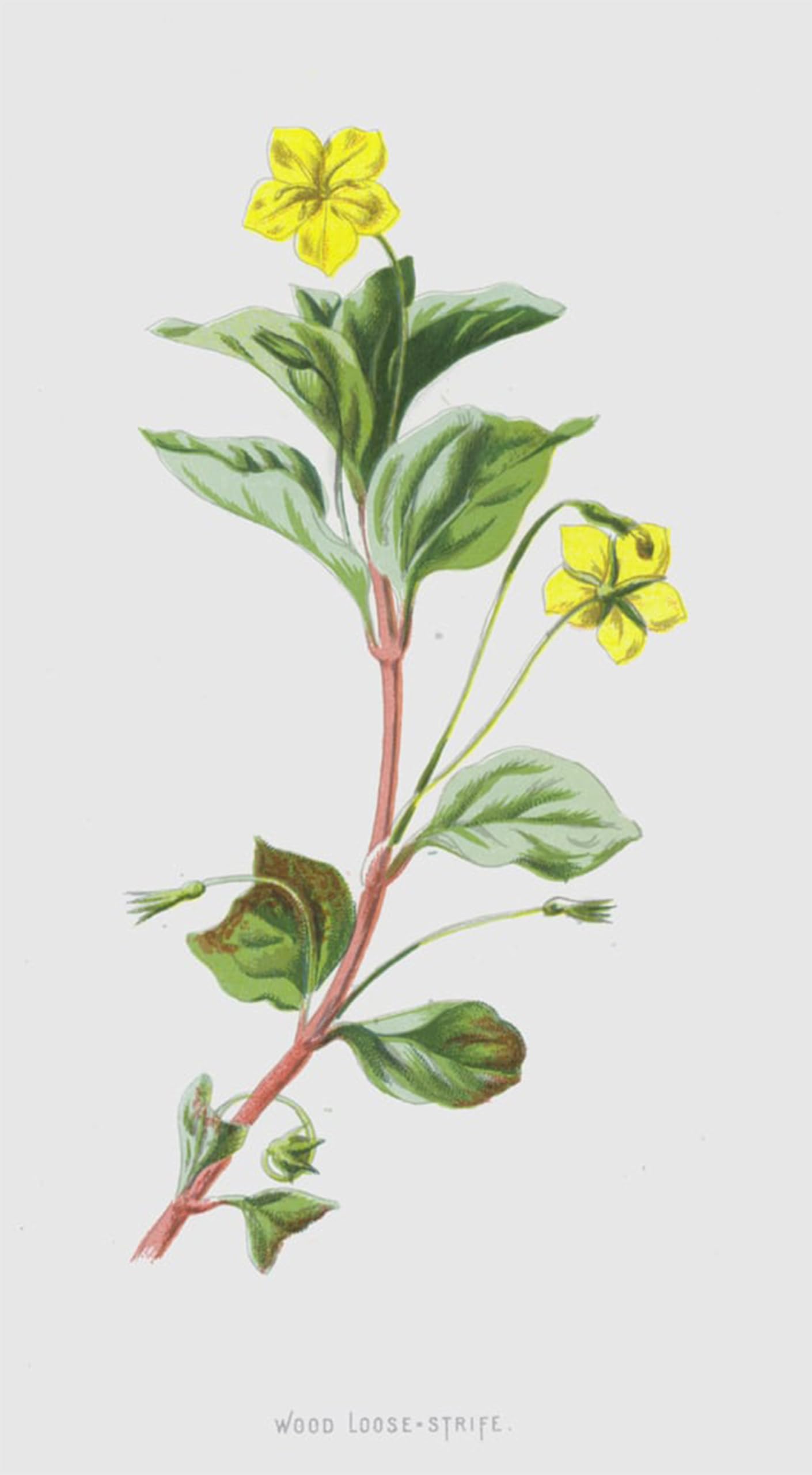 HRJUBWREE Oil Painting Prints on Canvas Painting Picture Wood Loose Strife by Frederick Edward Hulme Artwork Canvas Prints for Home Decor 60x90cm