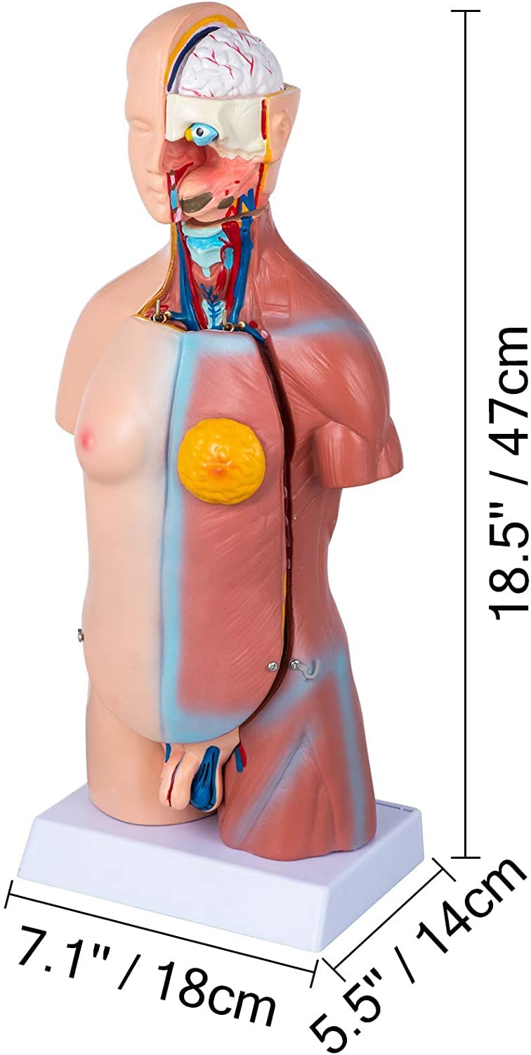 Model anatomii ludzkiego tułowia, 17 cali, 23 części, model edukacyjny naturalnej wielkości do badań anatomicznych