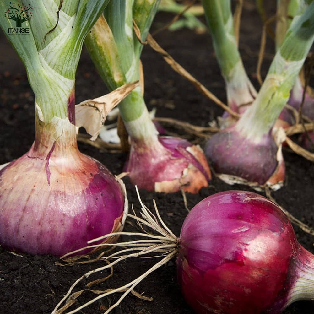 Amazon.co.jp: ITANSE 玉ねぎ抜き苗 品種:くれない 赤タマネギ Amazon.co.jp: ITANSE 玉ねぎ抜き苗 品種:くれない 赤タマネギ