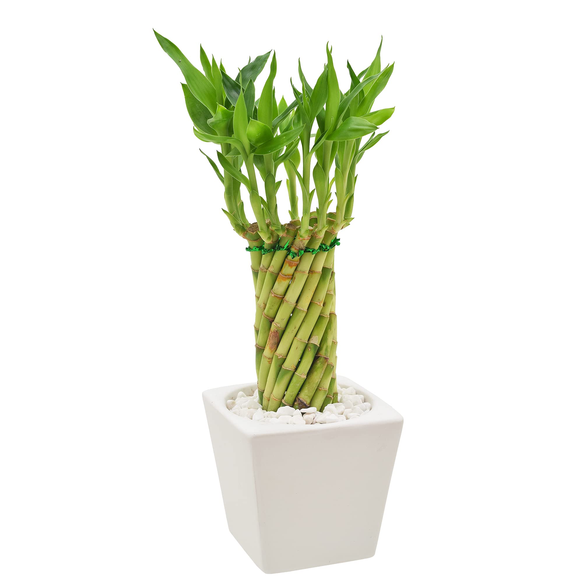 succulent red pagoda Succulent Crassula Capitella Red