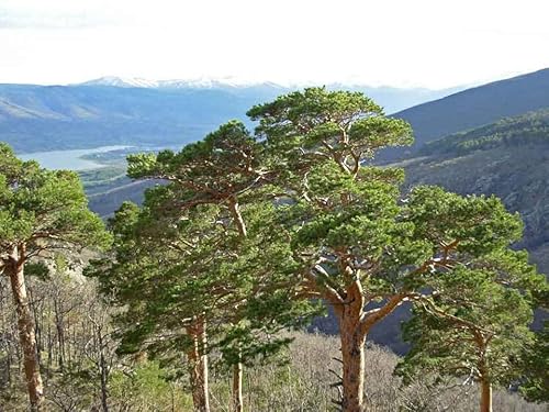 30 Semillas Pino Silvestre o Pino rojo (Pinus Sylvestris) - Conífera Perenne Resistente al Frío – Ideal para Jardín, Bonsái o Reforestación