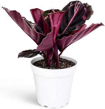 Calathea Dottie