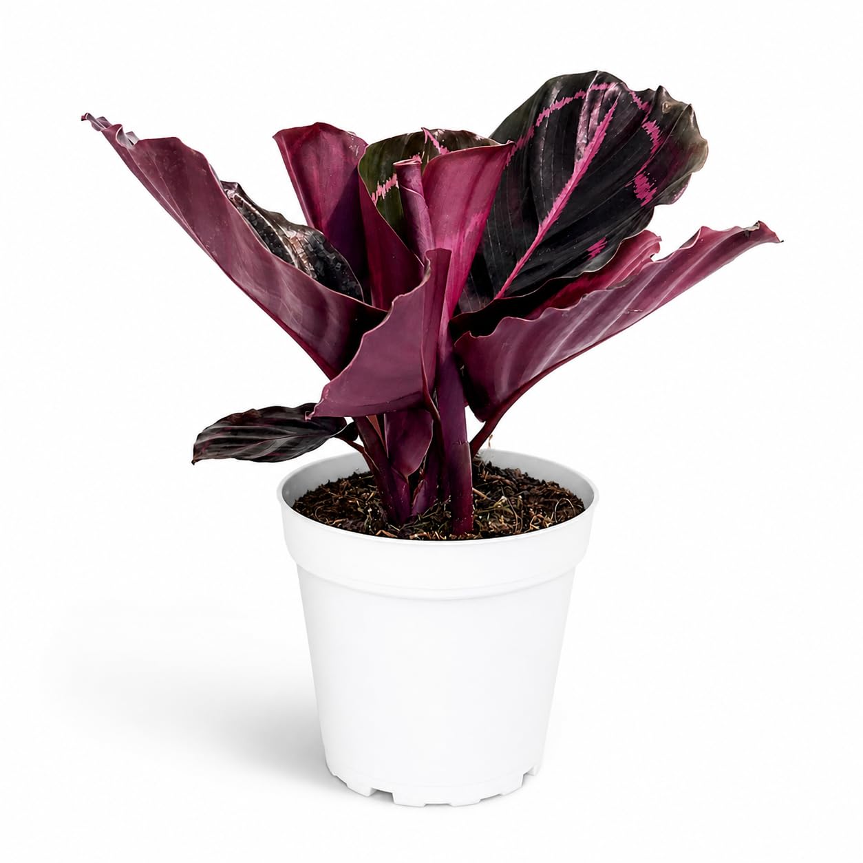dracaena a Dracaena 'Sol' staggered cane 12