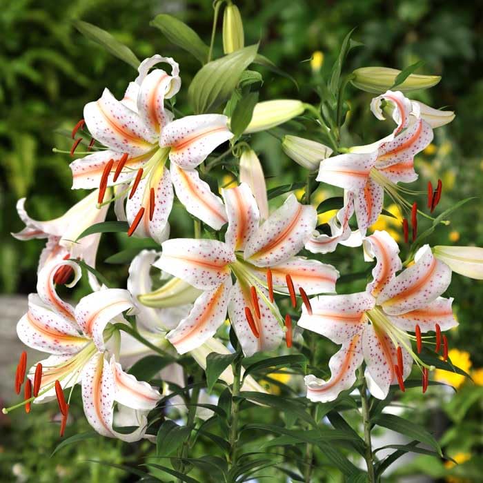 山川海好 OW50-1 白だけ 大玉50球 ユリ球根 オリエンタル 山川海好