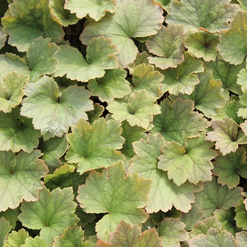 6x Tellima grandiflora 'Rubra' - Tellima grandiflora 'Rubra' - Vaso 9x9 cm - perenne da ombra foglia decorativa giardino