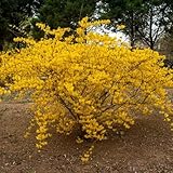semillas resistentes de forsitia, Plantas de floración temprana, plantas exterior semillas flores bancales elevados raras, resistentes en macetas Planta trepadora resistente en maceta 120pcs
