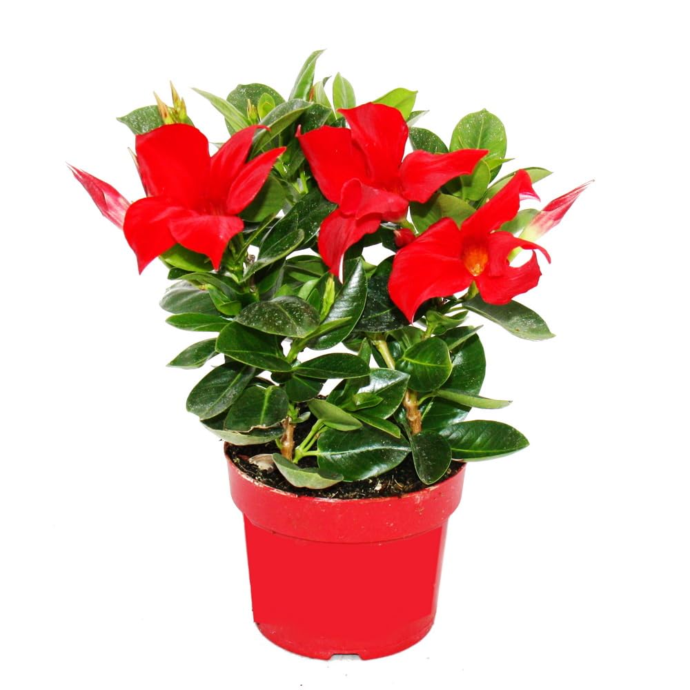 Exotenherz - Dipladenia – Gelsomino cileno – Vaso da 10 cm – Set di 3 piante – Rosso