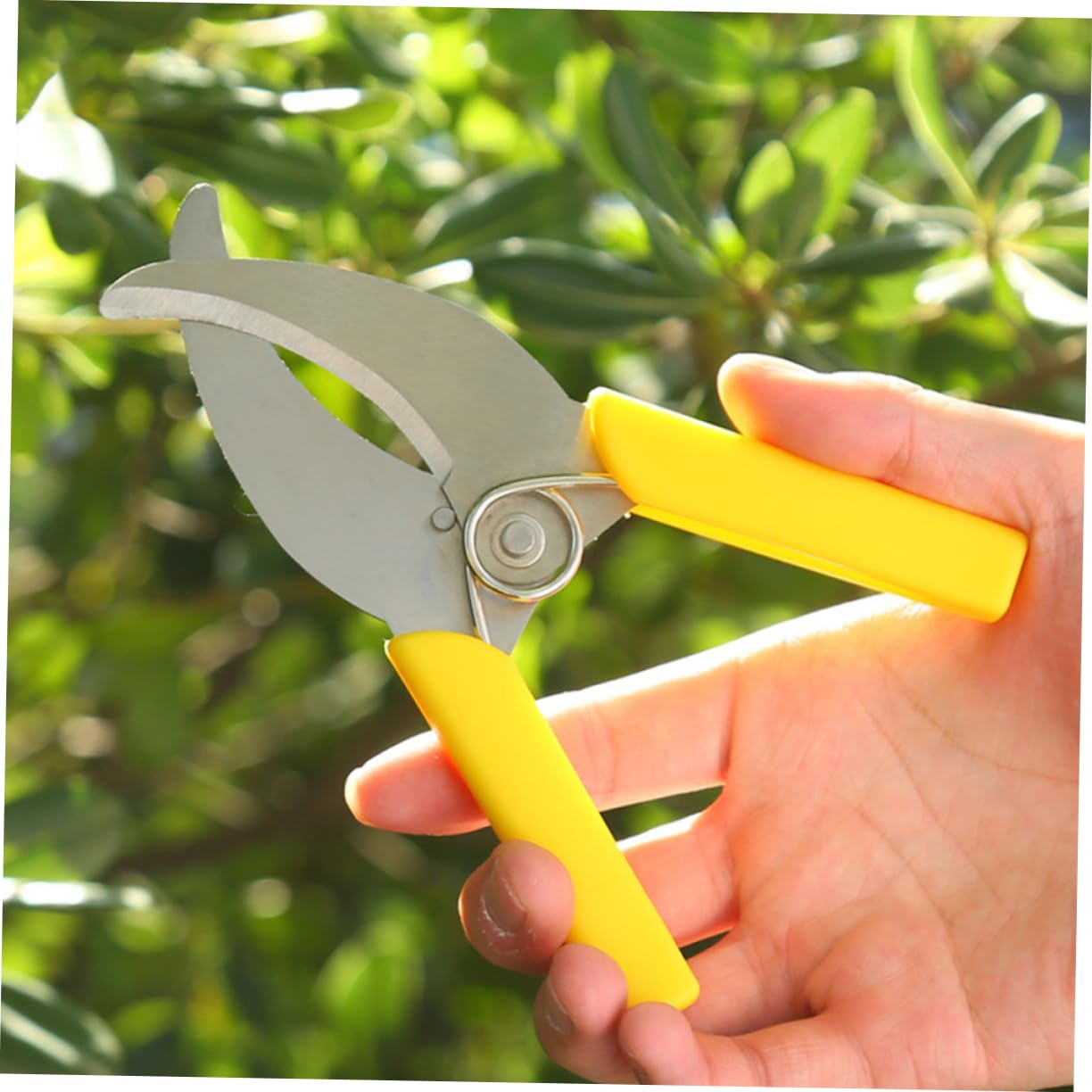 Abaodam 3 Ensembles Cisailles À Ceinturer Outil De Plantation De Fruits Outils À Main Du Jardin Outil De Jardinage À Main Outils À Main Le Jardinage Acier Inoxydable 2 Pièces * 3