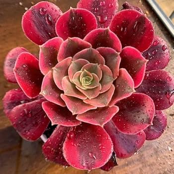 99 #多肉植物アエオニウム錦❤️ メデューサ セッカ ❤️27cm拨き苗 99 #多肉植物アエオニウム錦❤️ メデューサ セッカ ❤️27cm拨き苗