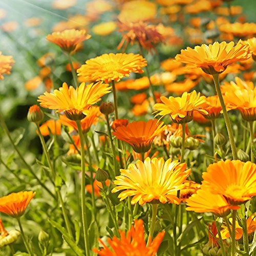 Babo Botanicals Moisturizing Baby Shampoo And Wash Oat Milk Calendula, 16 Ounce #TOP6