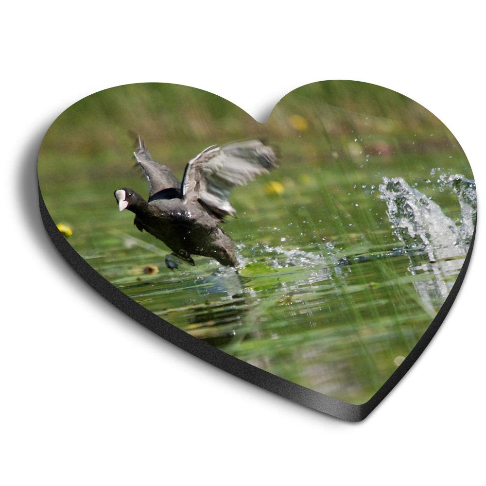 Destination Vinyl Ltd Multicolor 1 X Heart Mdf Magnets - Eurasian Common Coot Bird 21507