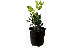 9 GreenBox - Bay Laurel Plant: Natural Live Ornament for Home, Kitchen, Office, and More