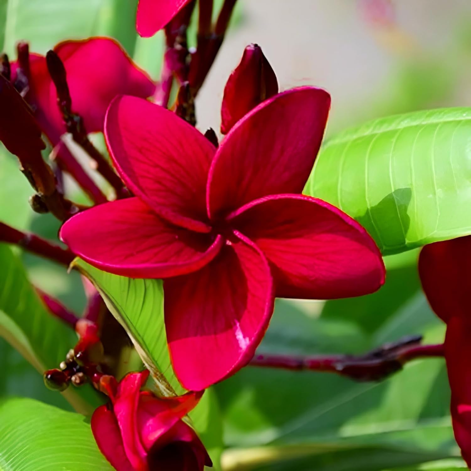 Red Plumeria Plant - Tropical Flowers FREE SHIPPING -3 Red Plumeria Plant - Tropical Flowers FREE SHIPPING -3