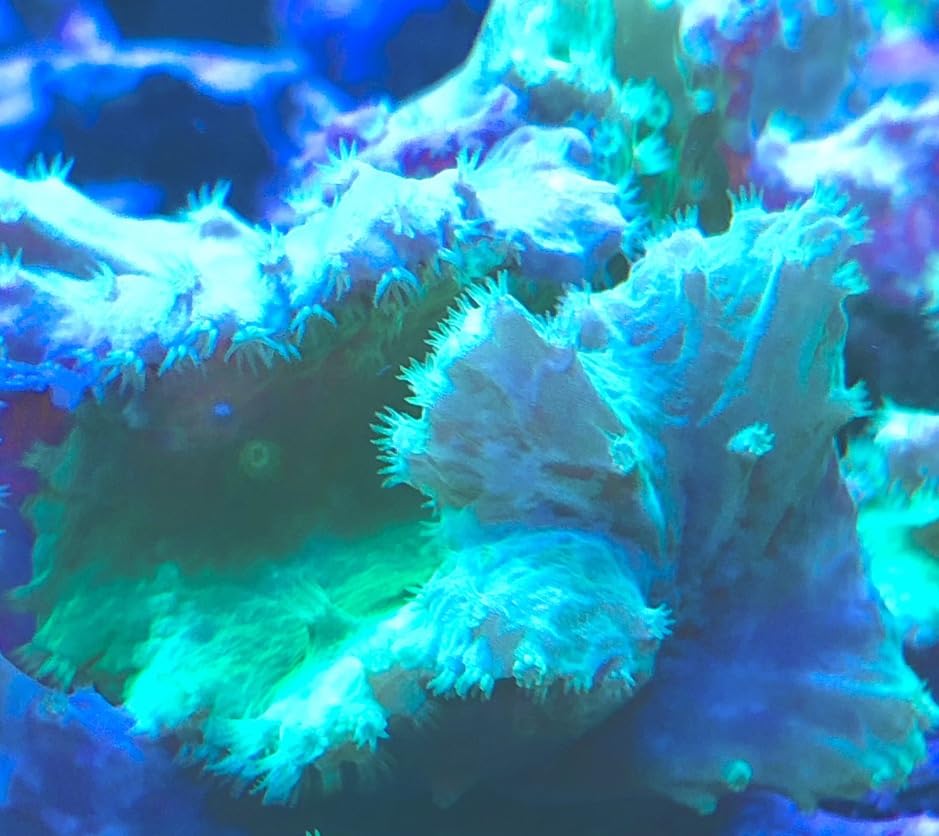 coralSLover Live Saltwater Coral Frag - Green Cabbage Leather (Frag)