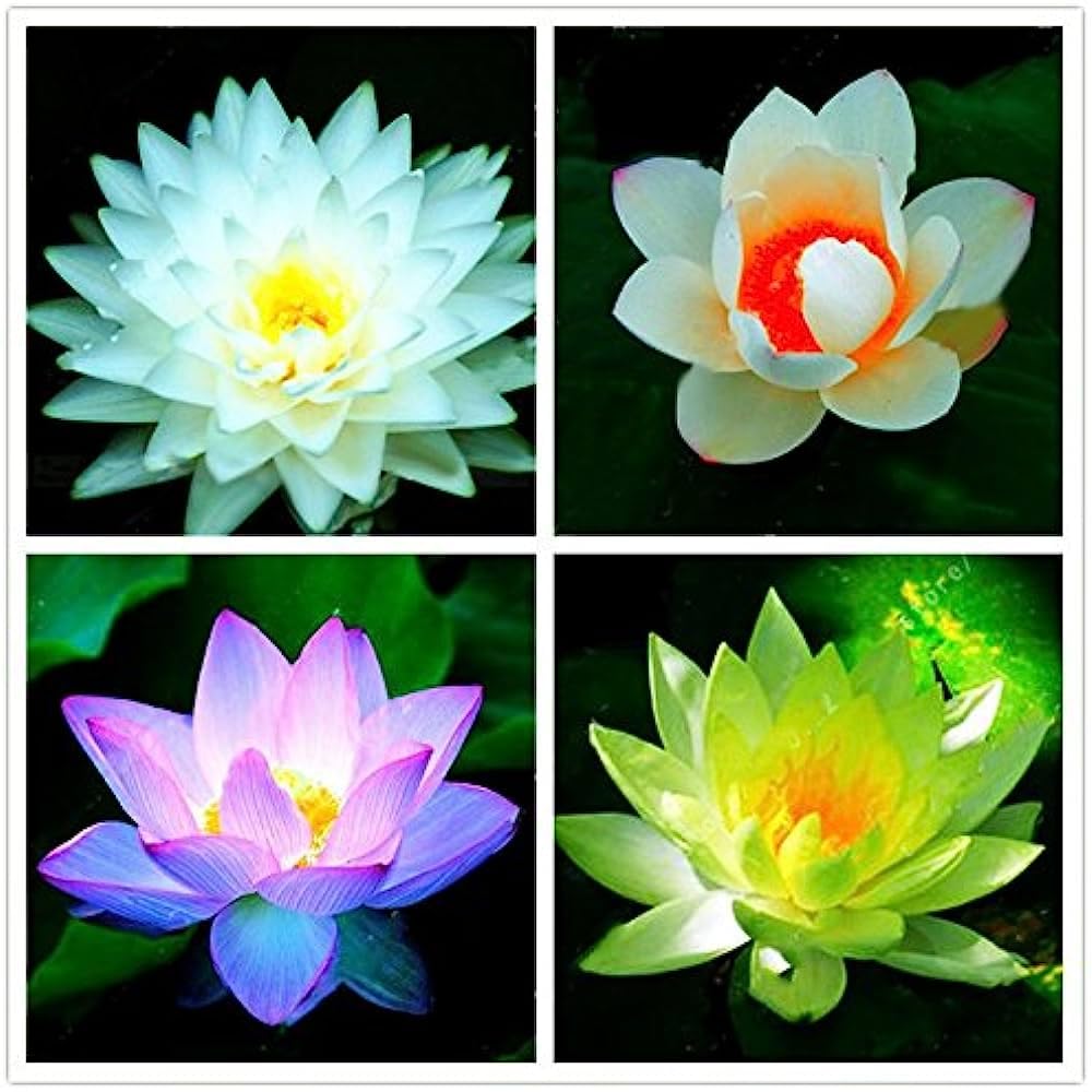 Lotus seeds for planting in fish tank,High germination (14 seeds) (B0CBRYVNX9) Amazon Price History, Amazon Price Tracker