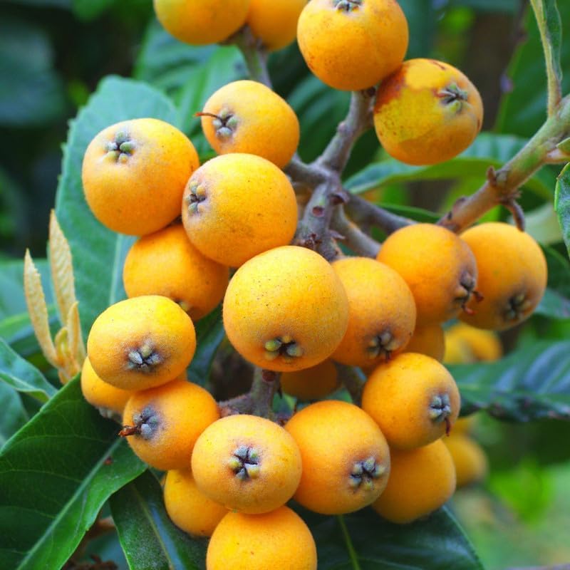 Golden Loquat Tree Live Plant, 6-10 Inch Tall, Loquat Plant Live for Garden or Patio, Sweet Loquat Fruit Tree