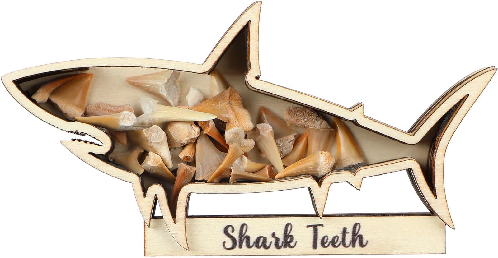 Yousoontic Shark Tooth Display Case Shark Teeth Shadow Box Collection Wood Shark Teeth Holder Gifts for Vacation Beach Home Decor (6 x 3 Inch)