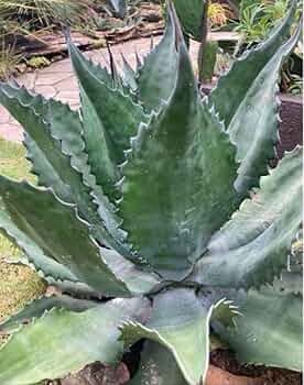 大型　グリーンゴブレット　アガベ アガベ サルミアナ・フェロックス・グリーンゴブレット